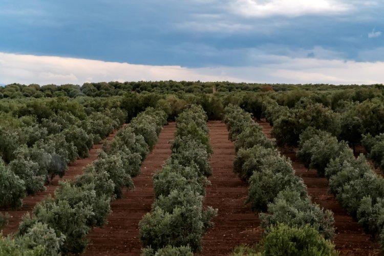 Fileiras perfeitamente alinhadas de oliveiras em um olival com solo avermelhado sob um céu nublado.